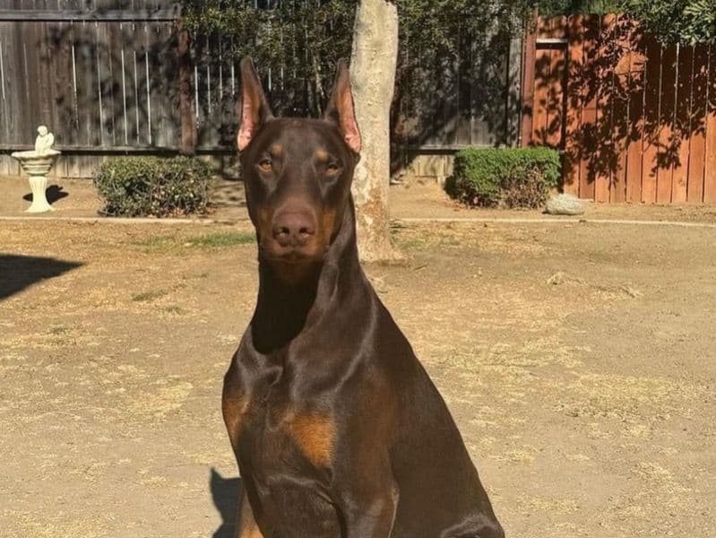 Odin primary photo