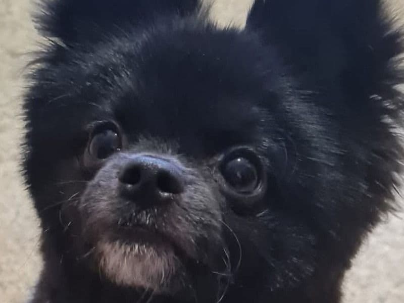 Reggie primary photo