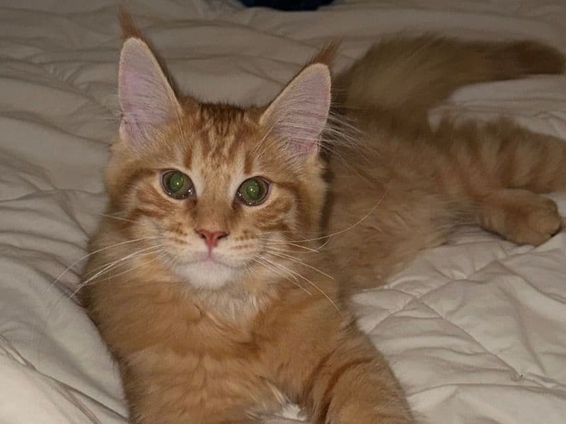Orange Mainecoon primary photo