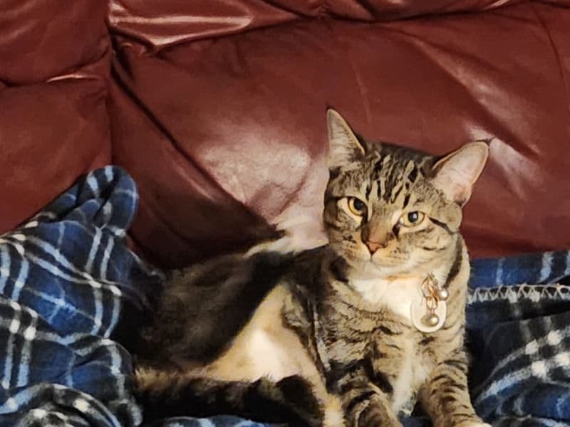 Snickers primary photo