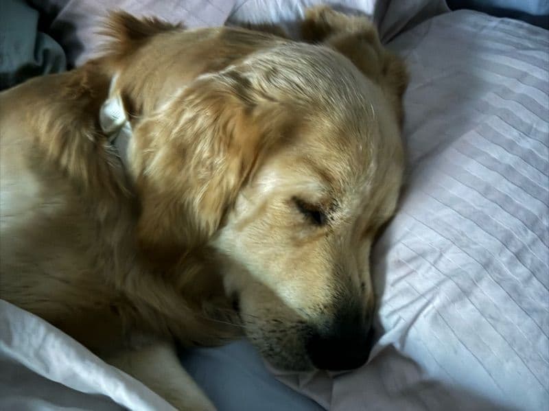 Bodhi primary photo
