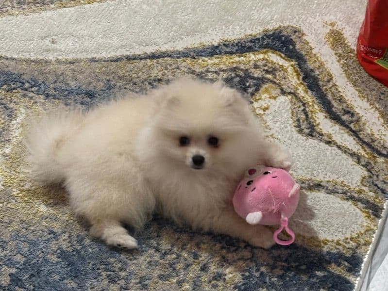 Milo primary photo