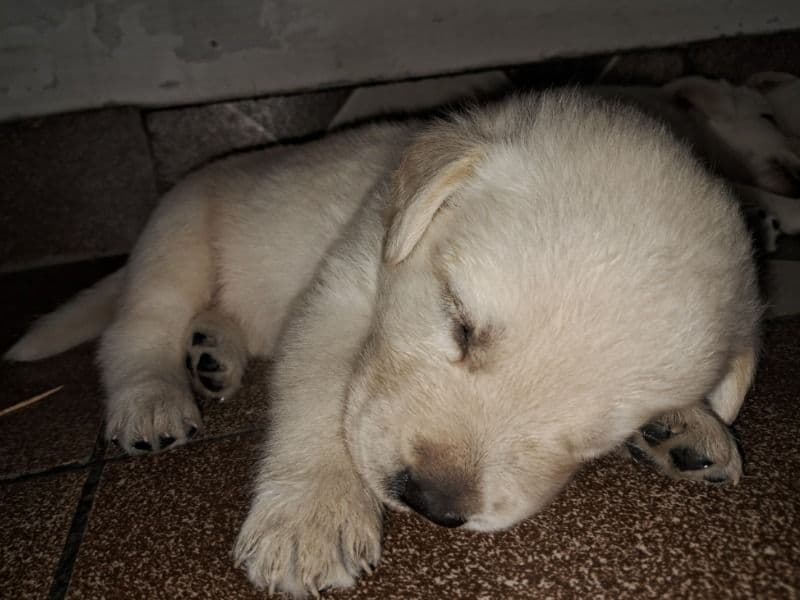 Puppy primary photo