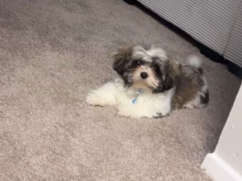 Taz primary photo