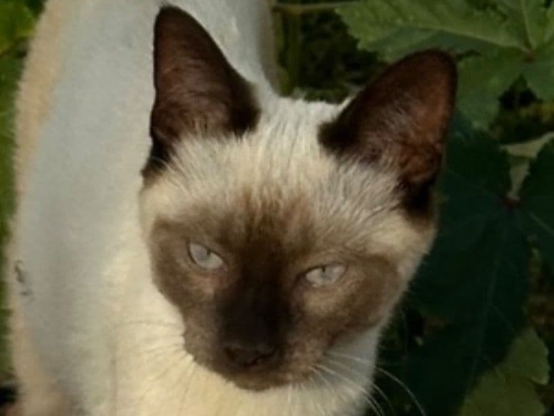 Oreo primary photo