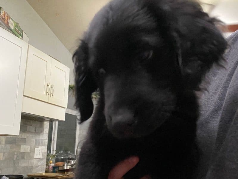 Golden Retriever Mix primary photo
