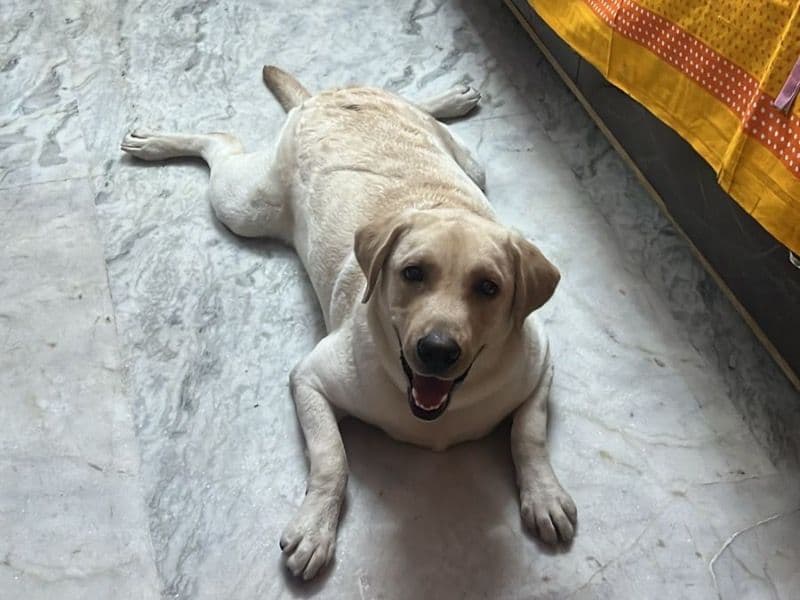 Leo primary photo