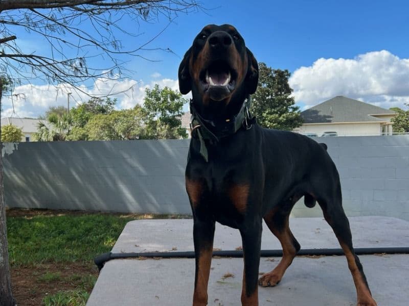 Rocco primary photo