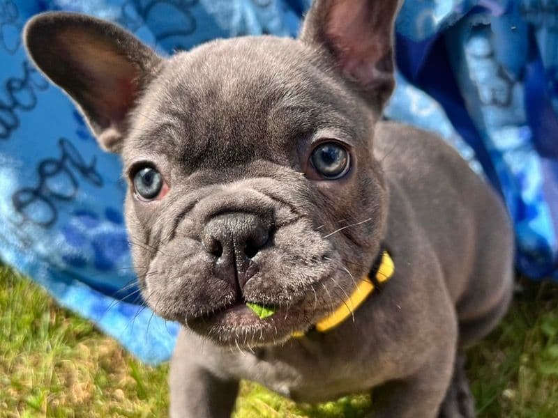 Nico primary photo