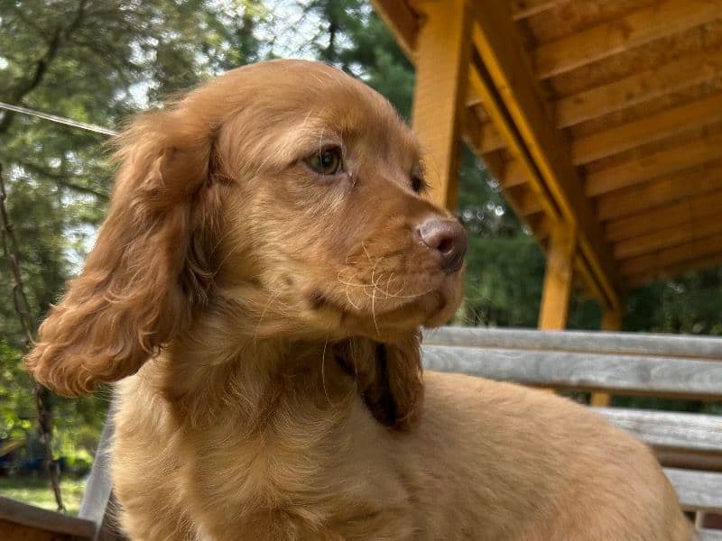 Maxie primary photo