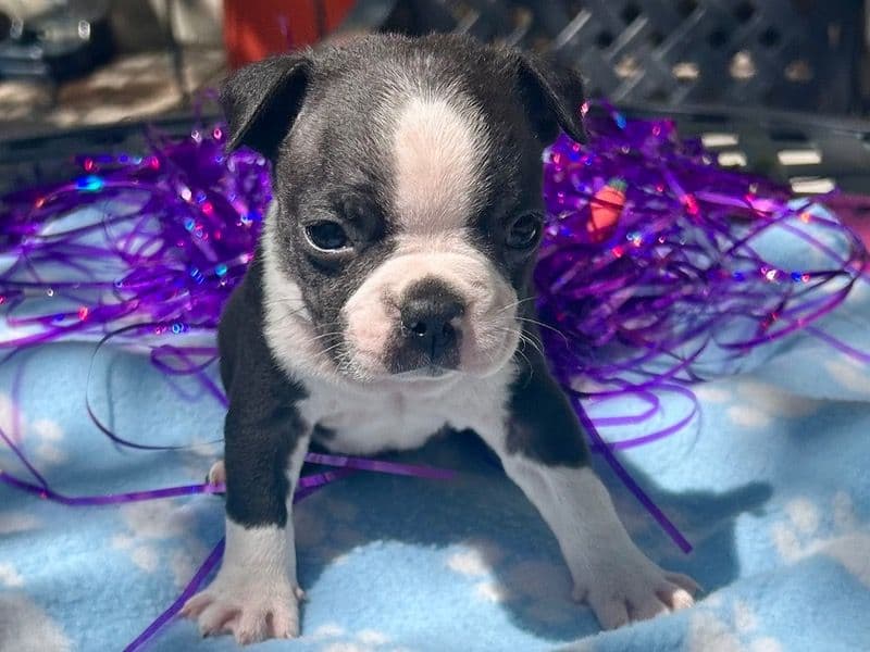 Runt’l primary photo