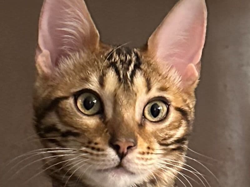Mimi primary photo