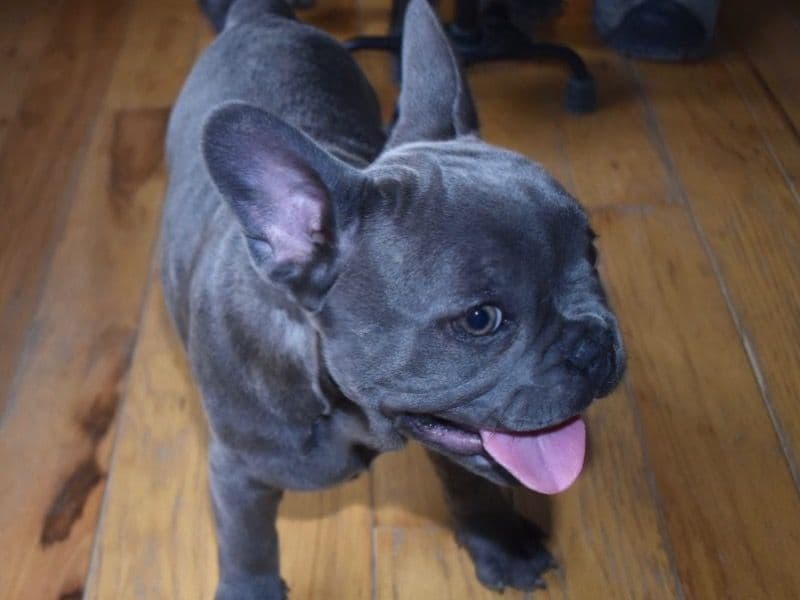 Bella primary photo