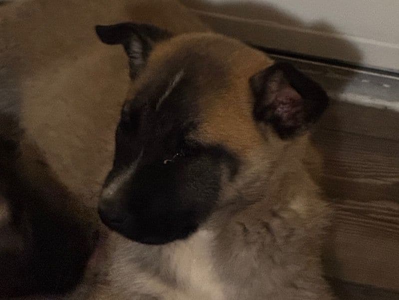 Layla primary photo