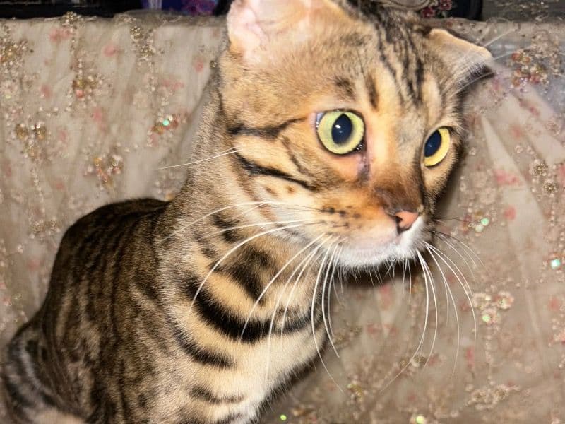 Suki primary photo