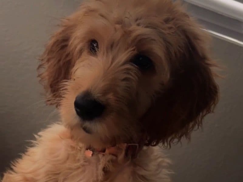 Honey primary photo
