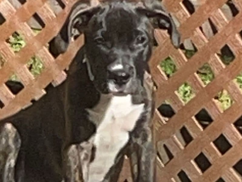 Meika primary photo