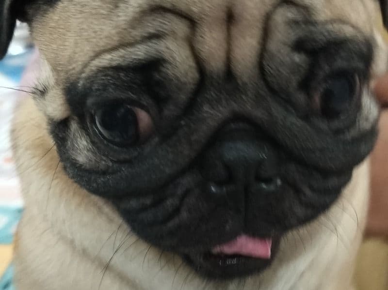 Oscar primary photo