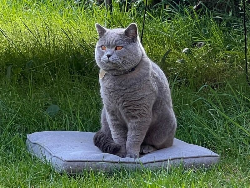 Simba primary photo