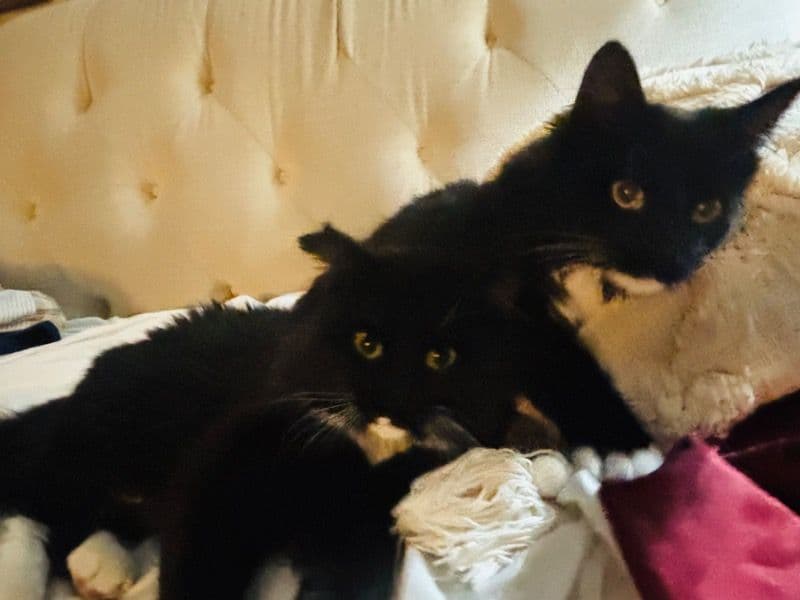 Nyx & Coco primary photo