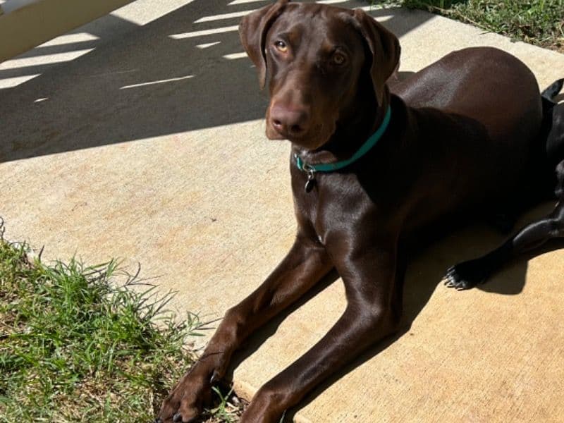 Rusty primary photo