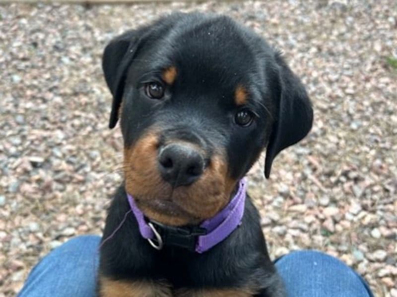 Merlin primary photo