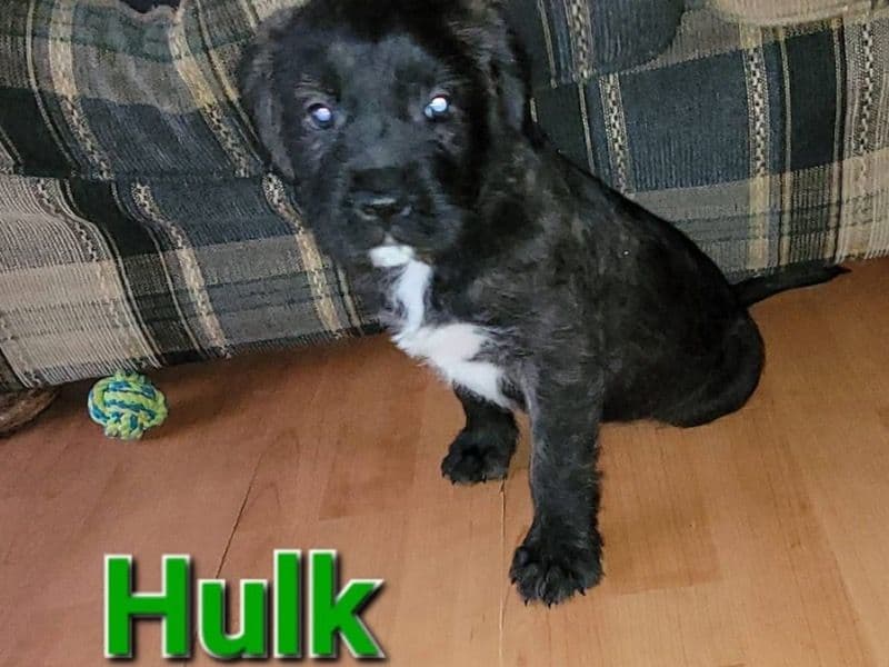 Hulk primary photo