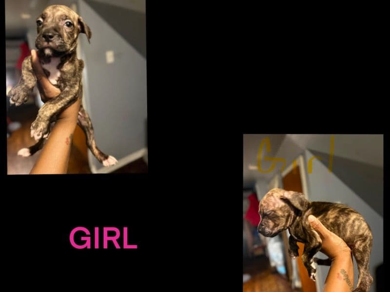 Pit Bull primary photo