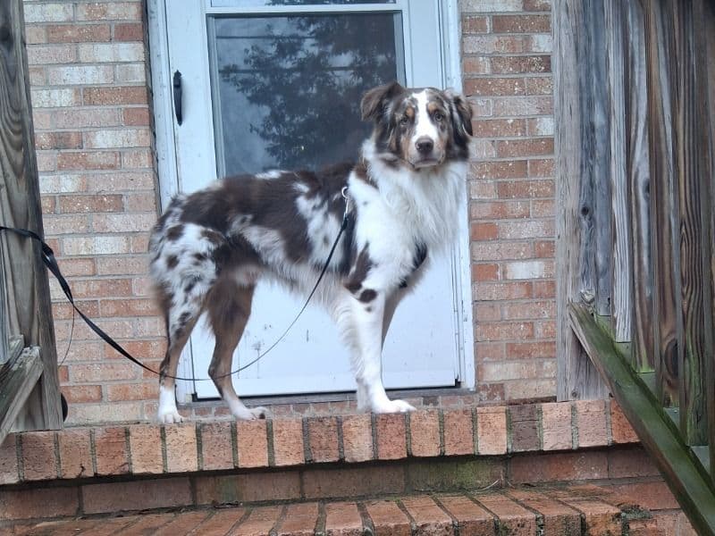 Sammy primary photo