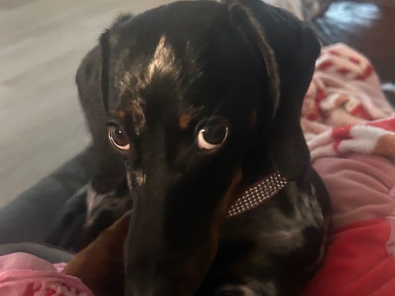 Luna primary photo