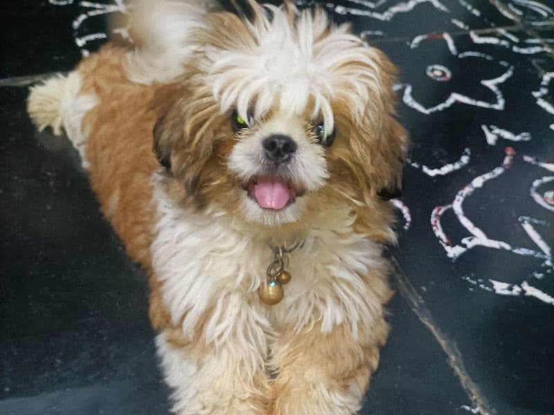 Leo primary photo