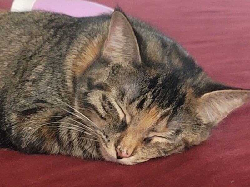 Fizzy primary photo