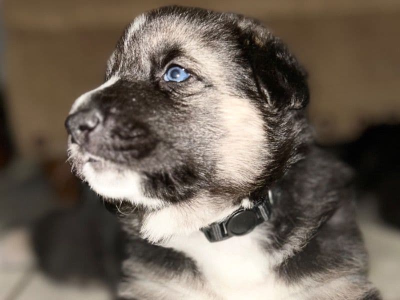 Mocha primary photo
