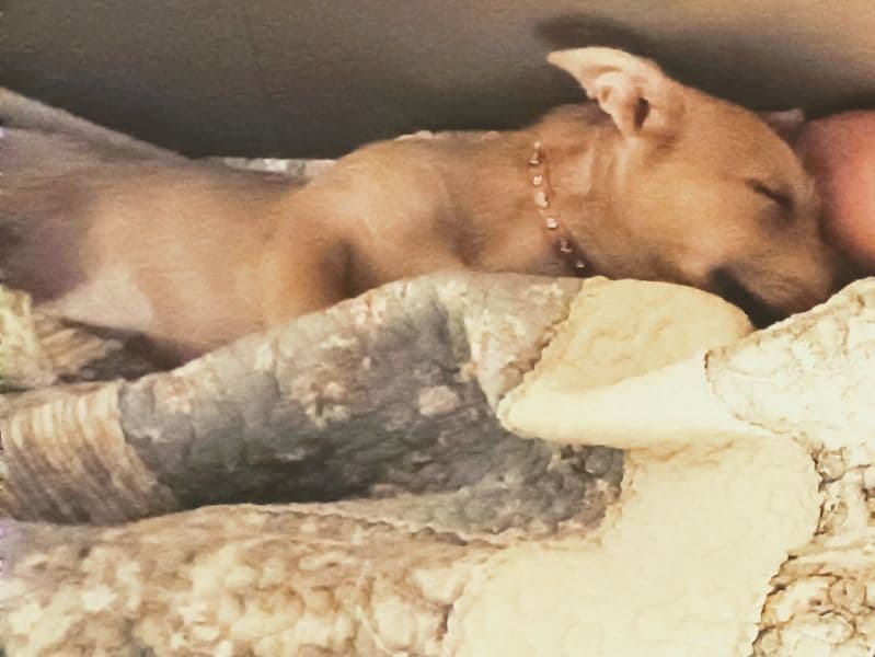 Nala primary photo