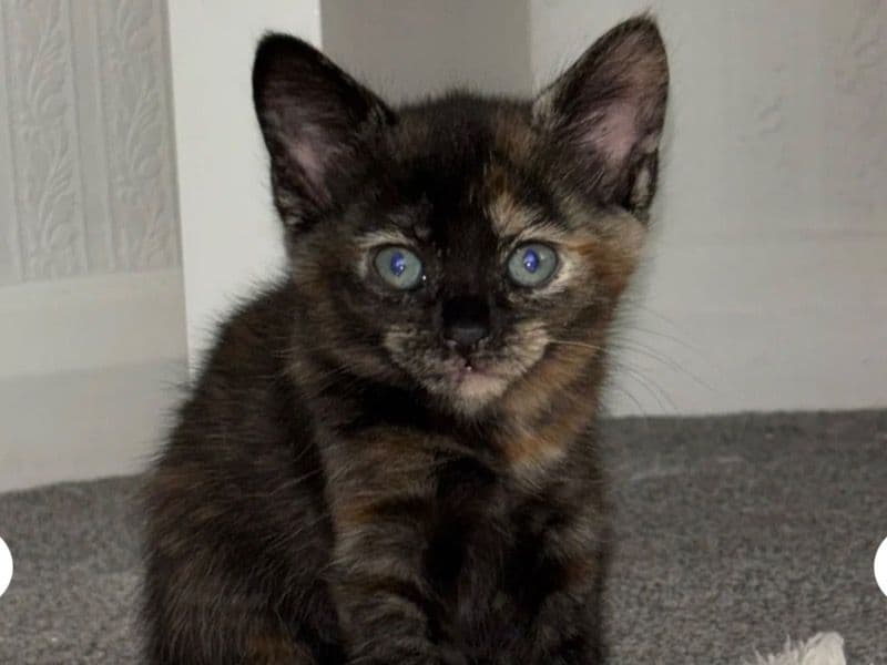 Kitten primary photo