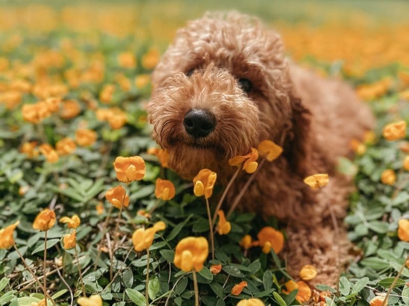 Winnie primary photo