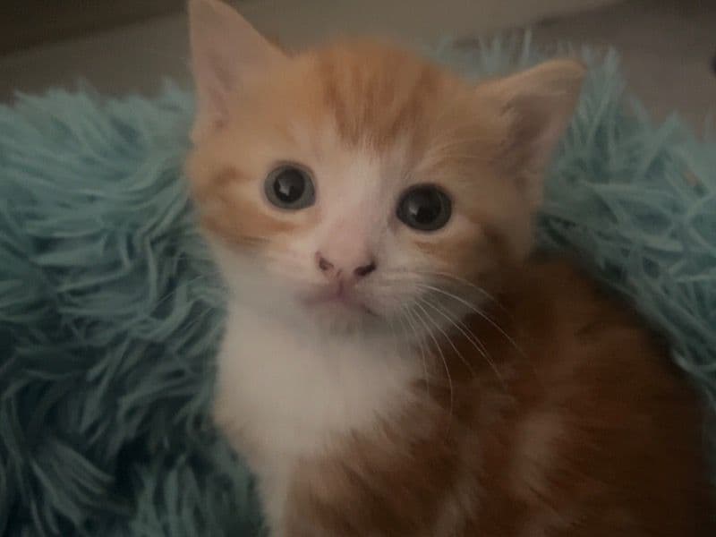Peaches primary photo