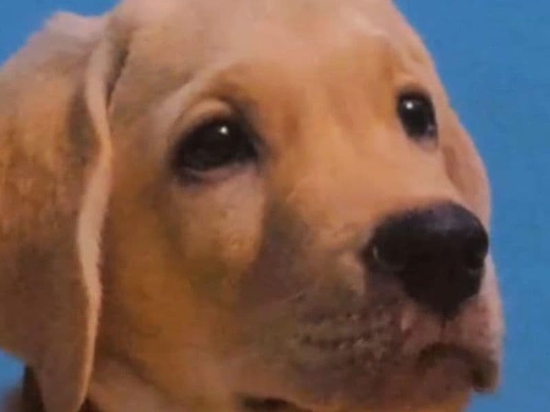 Bruno primary photo