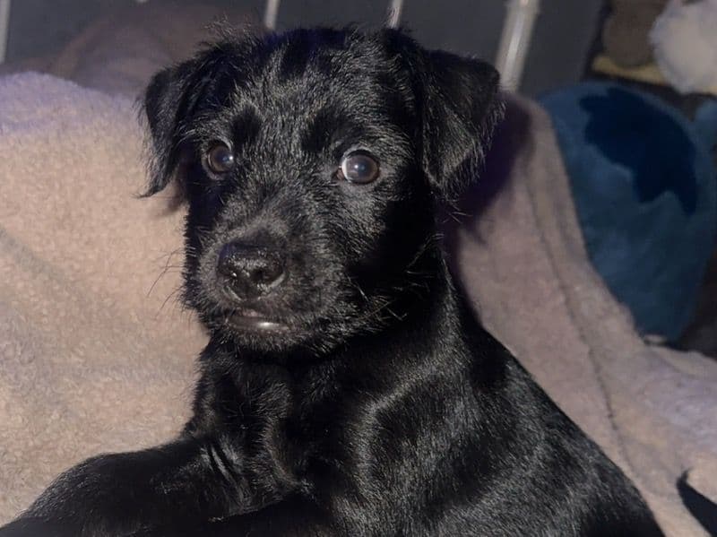 Teddy primary photo