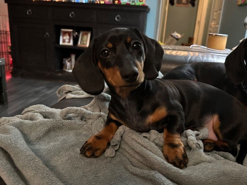 Tootsie primary photo