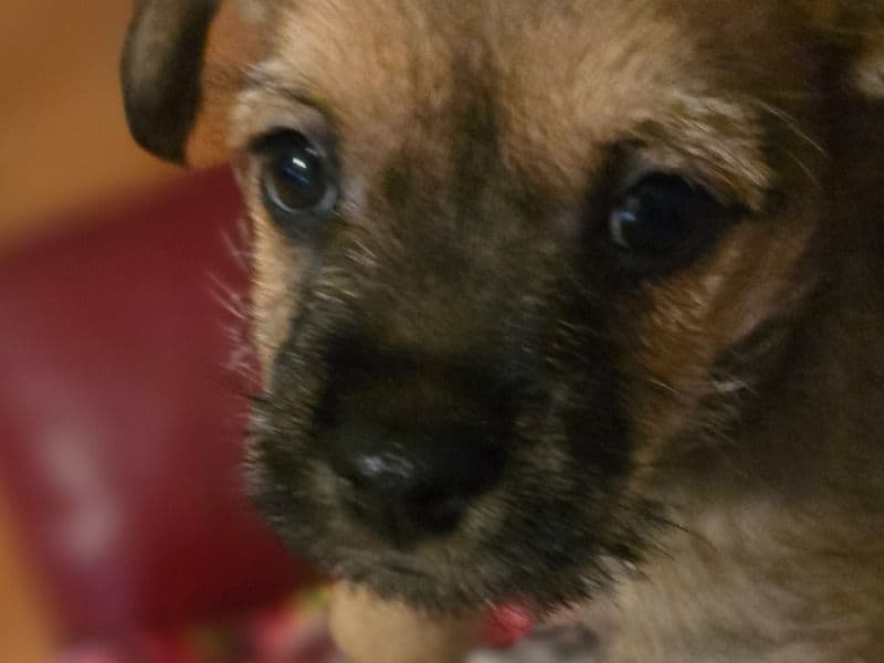 Puppy primary photo