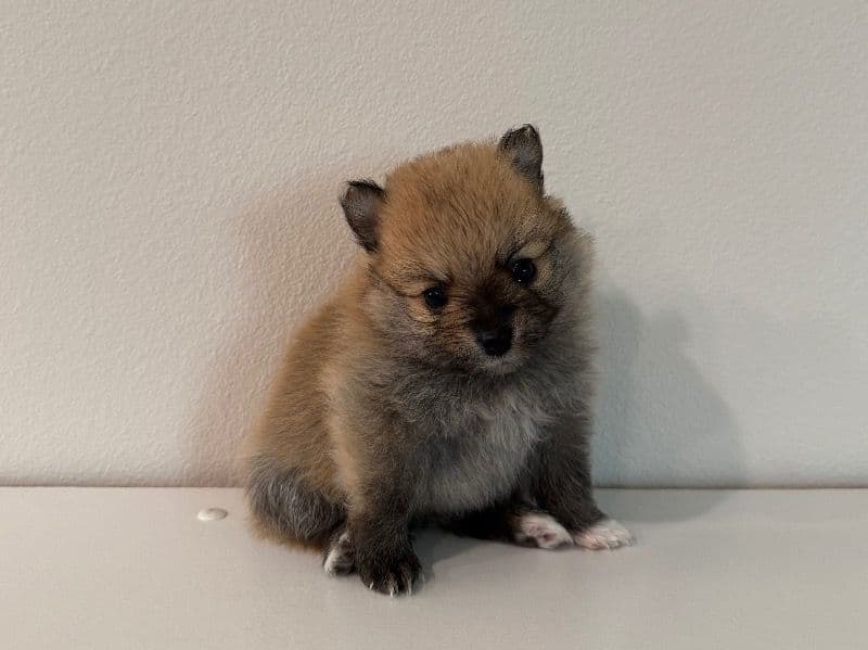 Bear primary photo