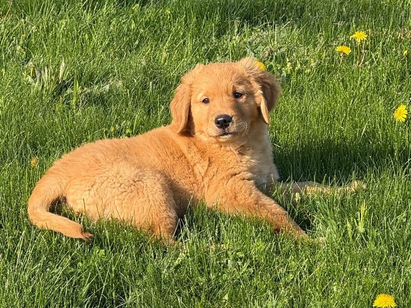 Jasper primary photo