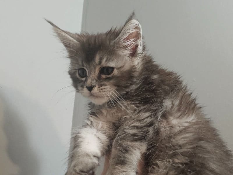 Puddin' primary photo