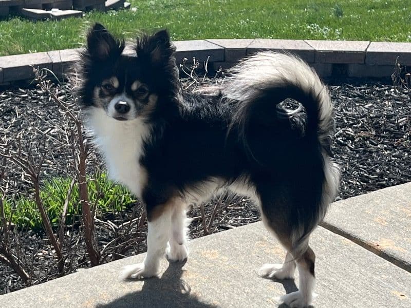 Rocky primary photo