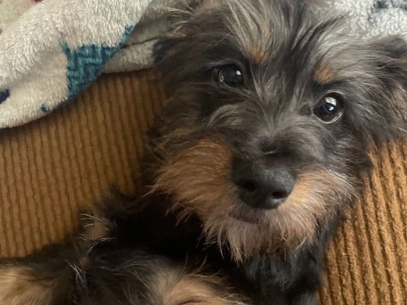 Hank primary photo