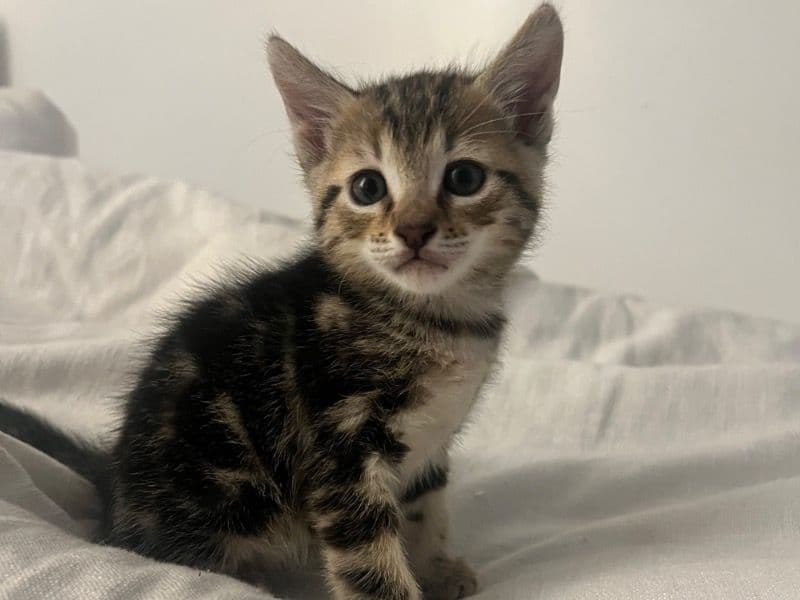 Kitty primary photo