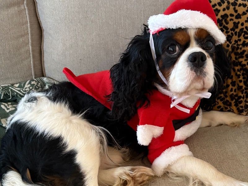 Tucker  - Cavalier King Charles Spaniel success story