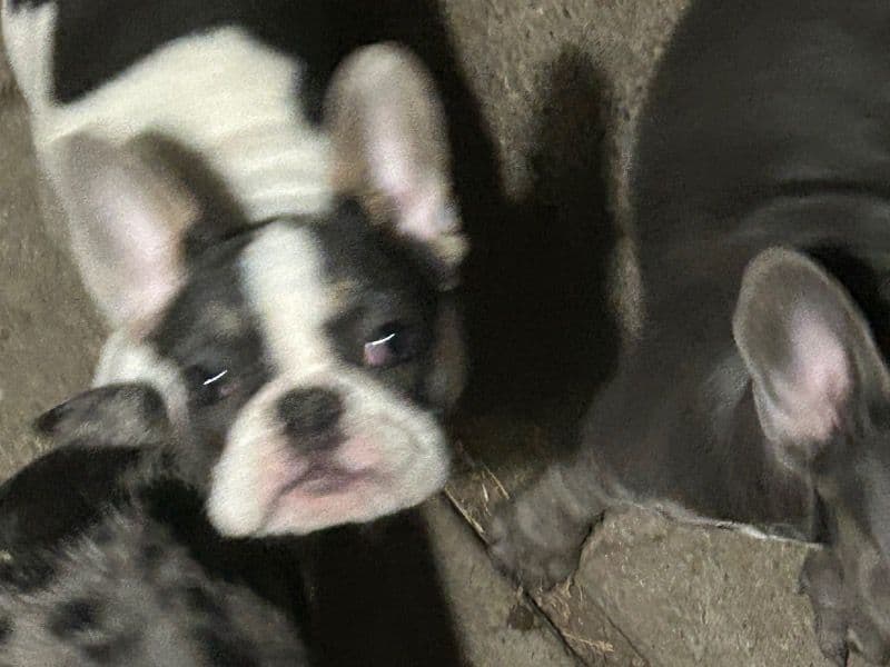 Frenchies primary photo