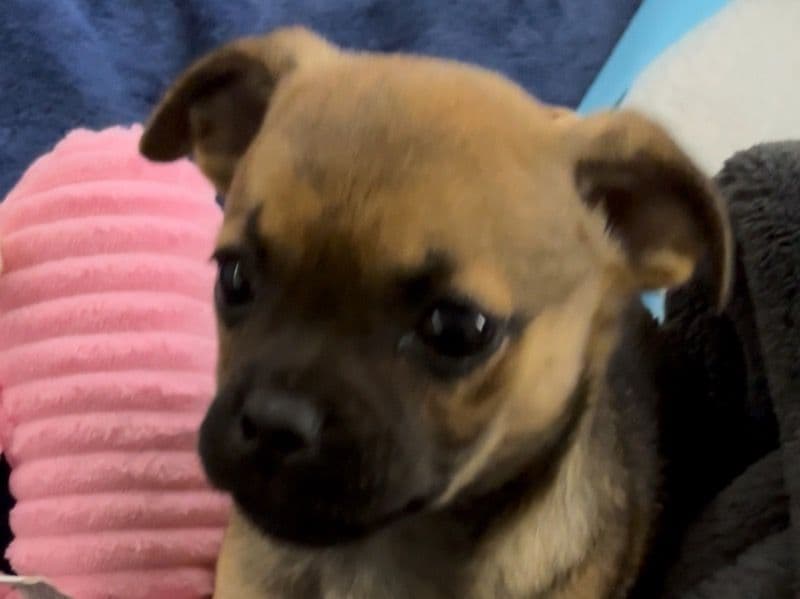 Coco primary photo